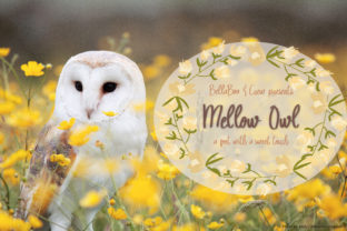 Mellow Owl: A Designer’s Review for Real Projects