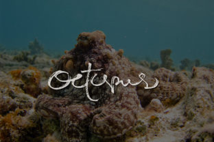 Octopus Font: Authentic Script Typography for Web Design